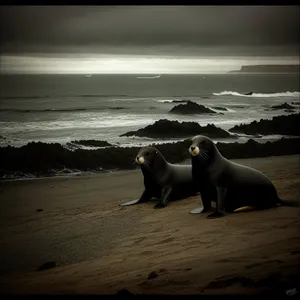 Canine Sunset at the Beach