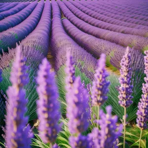 Lavender Blooming in Colorful Countryside Field