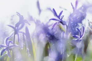 Purple Hyacinth Flower Blossom in Spring