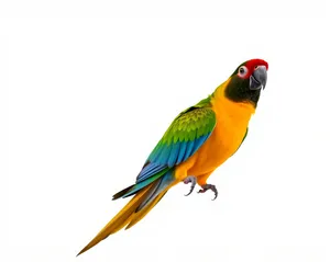 Colorful Parrot with Yellow Feathers in Tropical Zoo