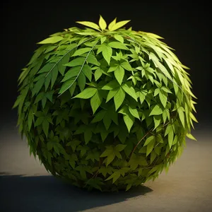 Organic Tea Plant with Fruity Cactus Sphere
