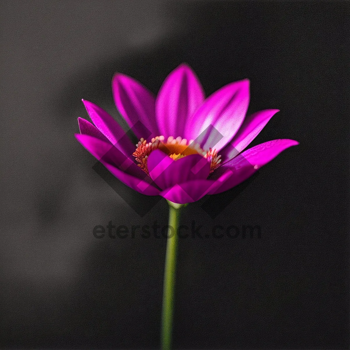 Picture of Vibrant Pink Lotus Blossom in Garden Pond