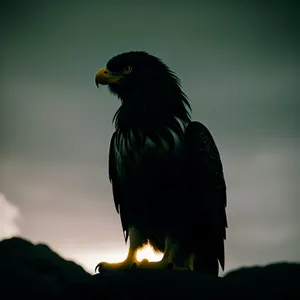 Majestic Wild Eagle's Piercing Yellow Beak