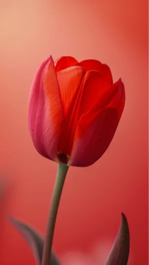 Colorful Tulips in Summer Garden Bloom Brightly