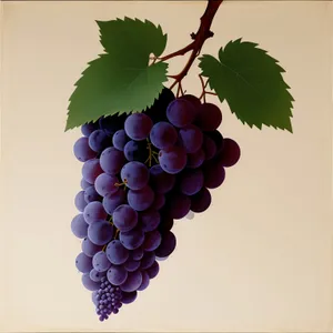 Fresh and Juicy Autumn Harvest Grapes.