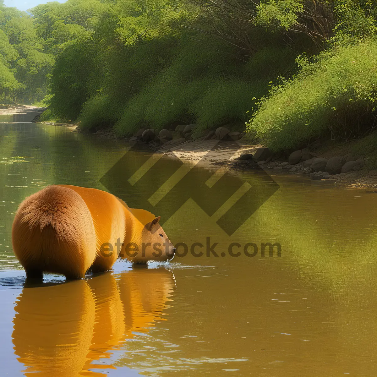 Picture of Serene Reflection: Wild Duck on the Water