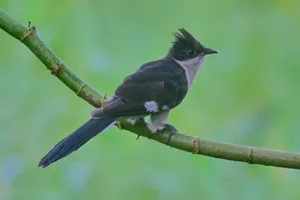 Nightingale perched on branch with bright eye.