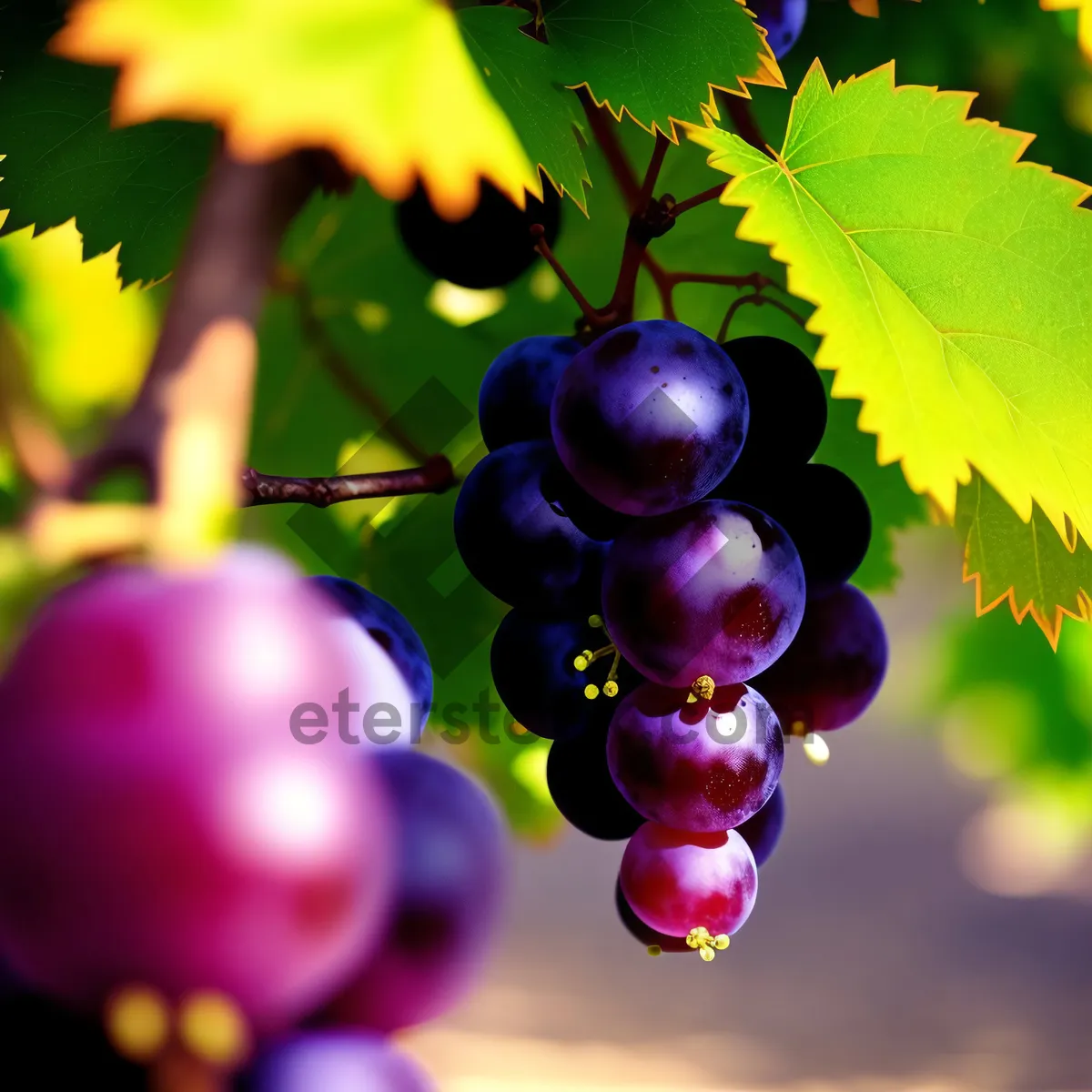 Picture of Juicy Vineyard Grapes: Fresh, Sweet, and Organic