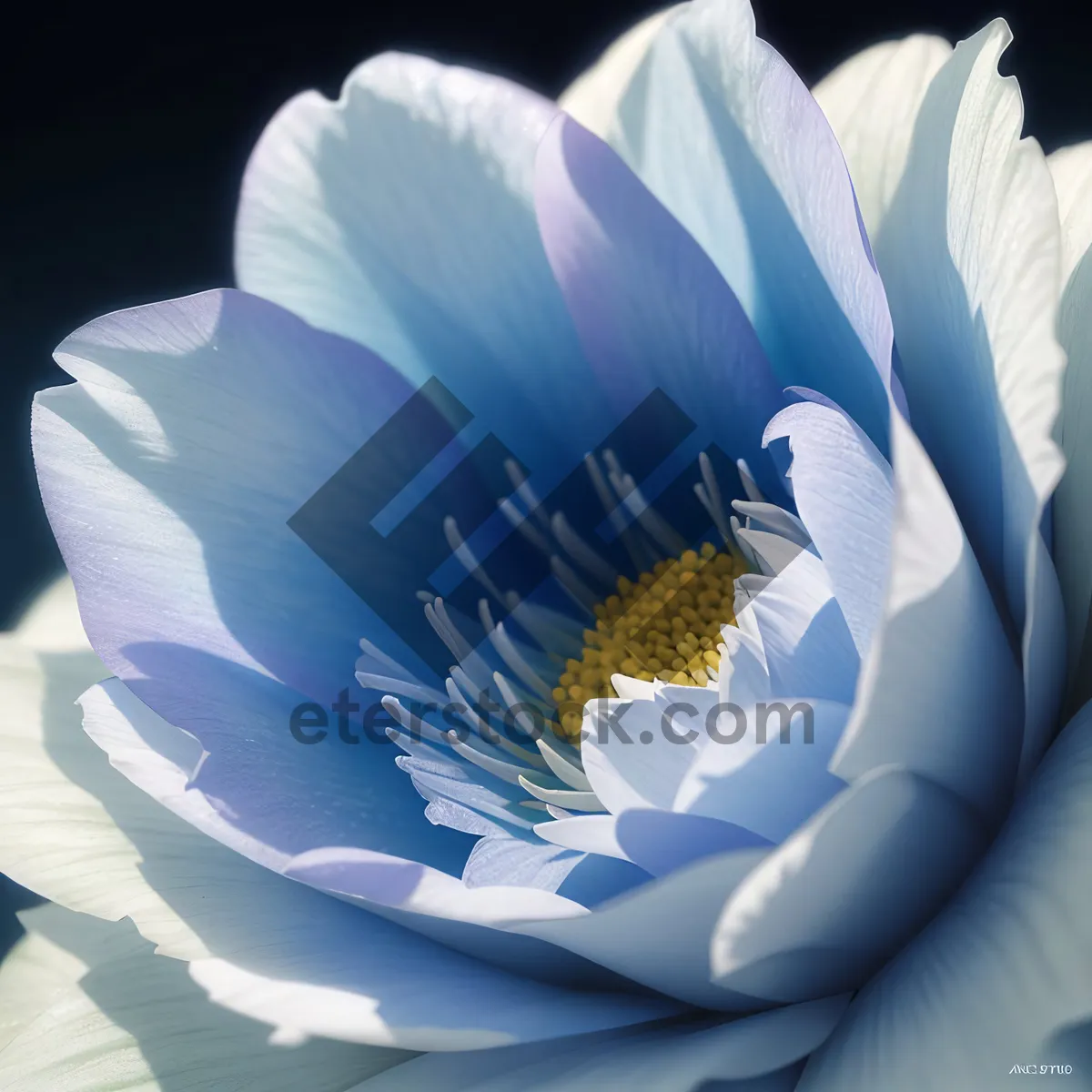 Picture of Pink floral garden bloom with white petals art design.