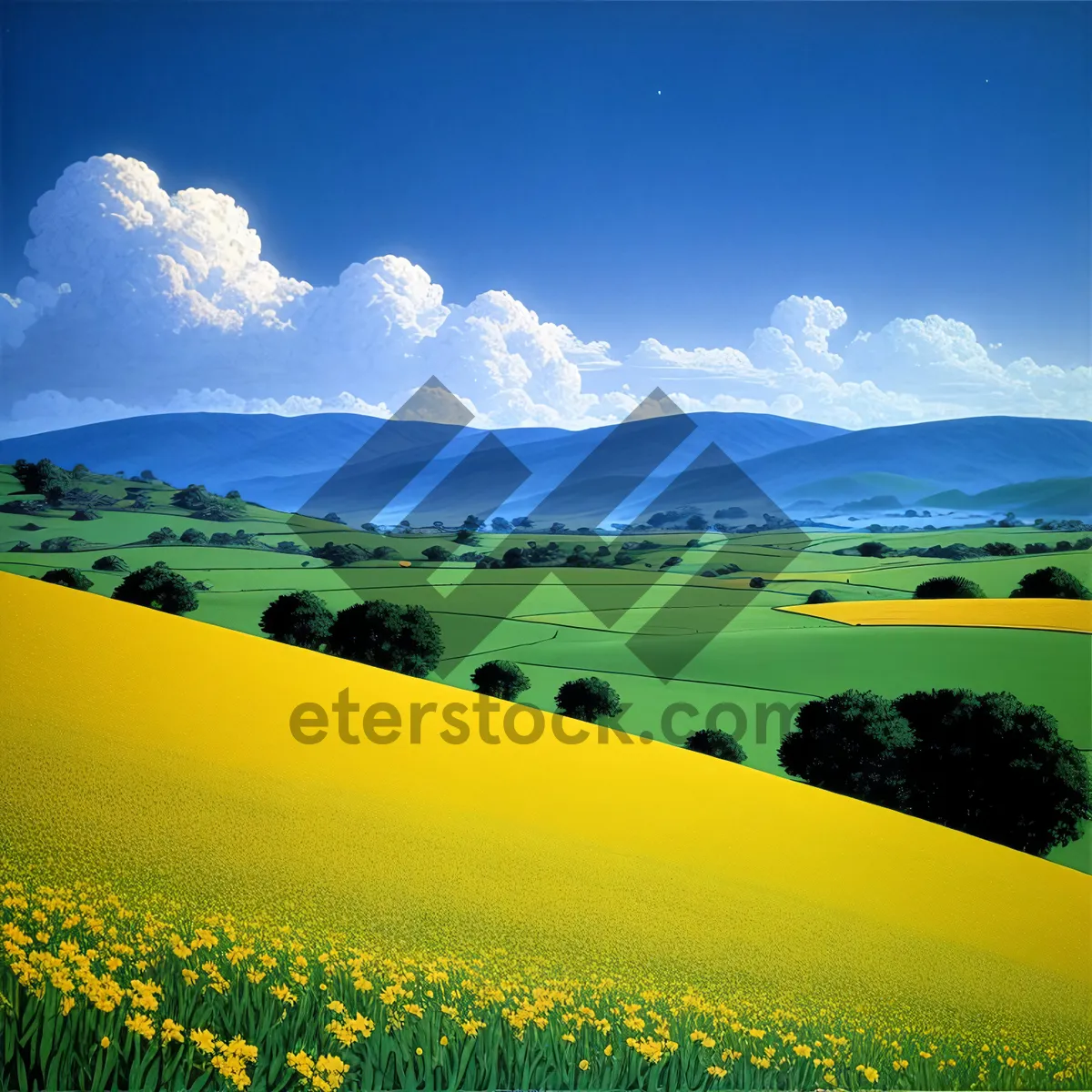 Picture of Blooming Rapeseed Field in Rural Landscape