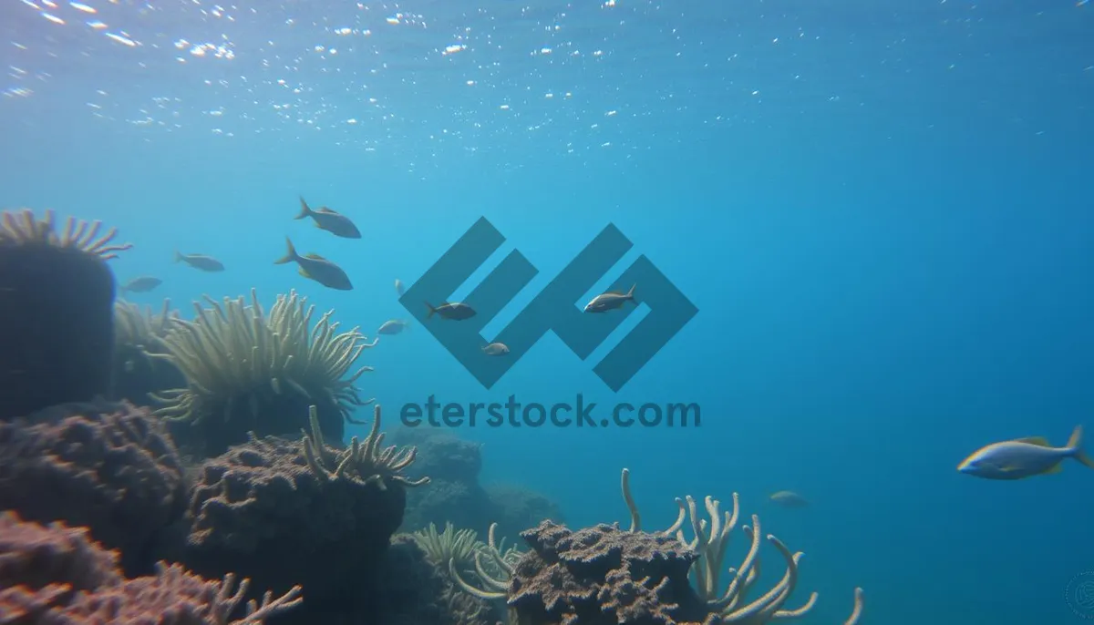 Picture of Tropical fish swimming in sunlit coral reef.