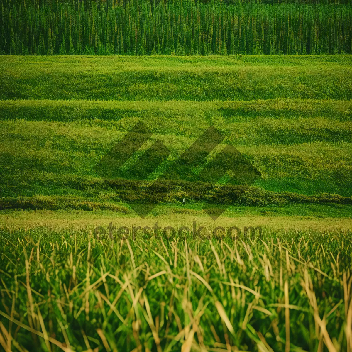 Picture of Golden Harvest: Serene Countryside Landscape with Wheat Fields