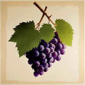 Sweet and juicy ripe grapes on vineyard branch