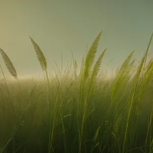 Bountiful Summer Grain Harvest in Rural Countryside