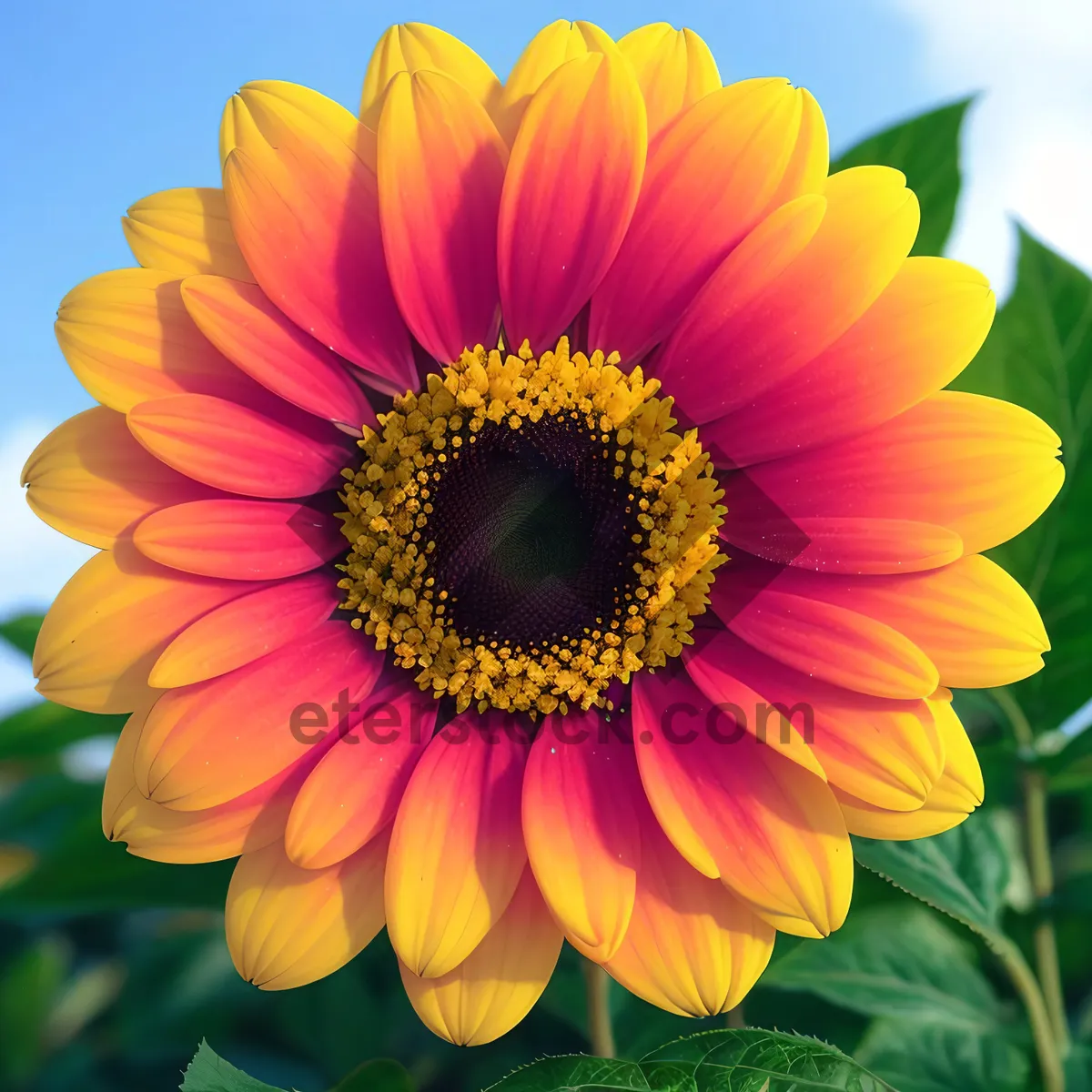 Picture of Vibrant Sunflower Blossom in a Sunny Field