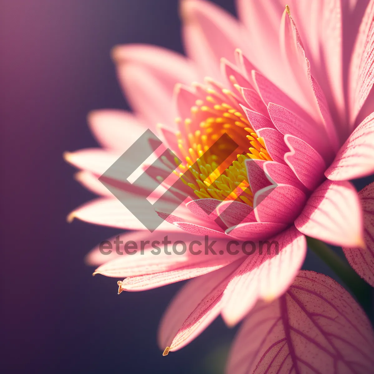 Picture of Vibrant Summer Lotus Bloom - Closeup Floral Detail