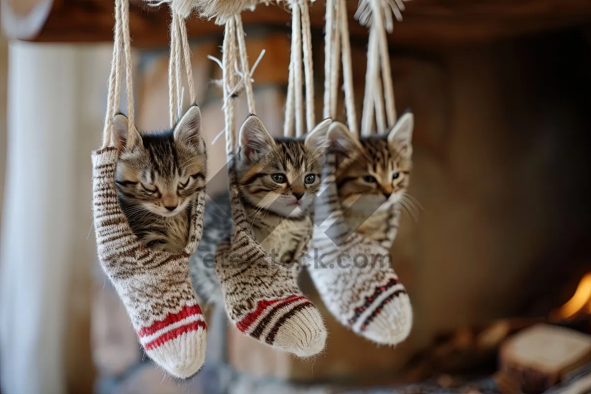 Picture of Fluffy Gray Tabby Kitten with Big Eyes