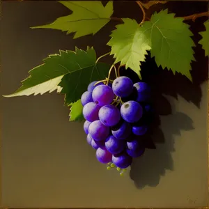 Autumn Harvest: Juicy Organic Purple Grapes in Vineyard