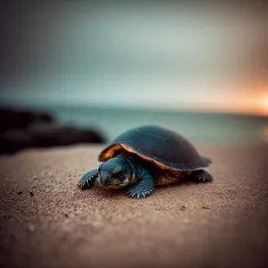 Arthropod Encounter: Hermit Crab, Turtle, and Dung Beetle Together!