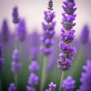 Lavender Blossom in Summer Garden