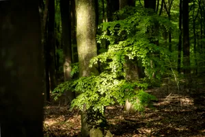Tranquil woodland path in serene park setting