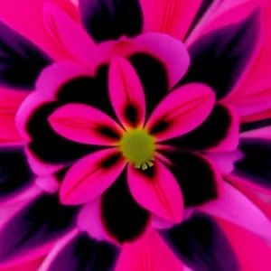 Pretty Pink Daisy Blossom for Summer Garden"

(Note: This is a suggested short name for an image based on the provided tags.)