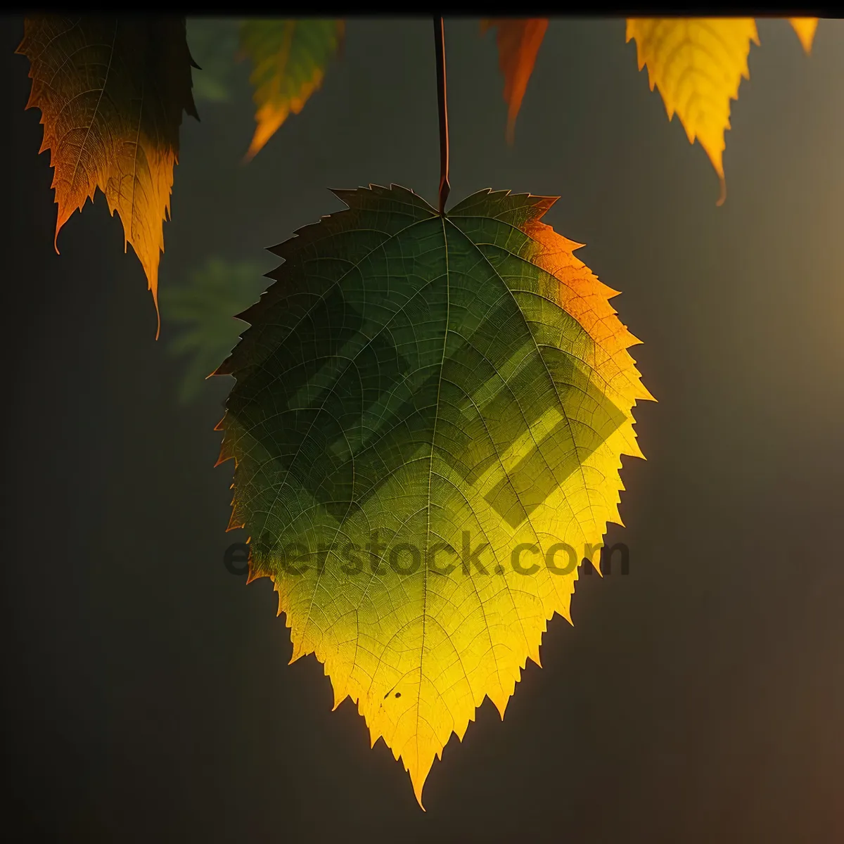Picture of Bright Maple Leaf in Autumn Forest