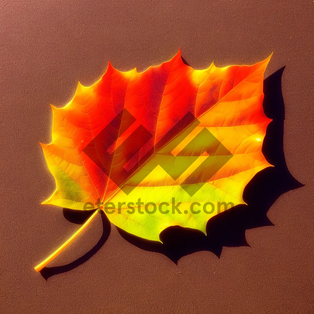 Picture of Autumn Maple Leaf in Vibrant Colors