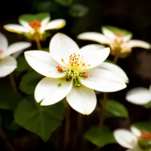 Summer Blossoms in a Garden