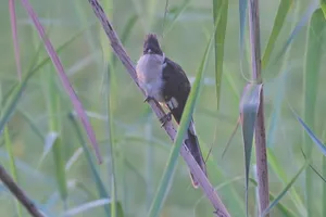 Avian beauty: Hummingbird resting on tree branch