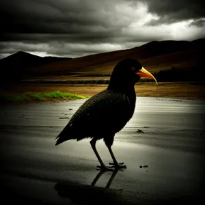 Sunset Shorebird with Elegant Feathers