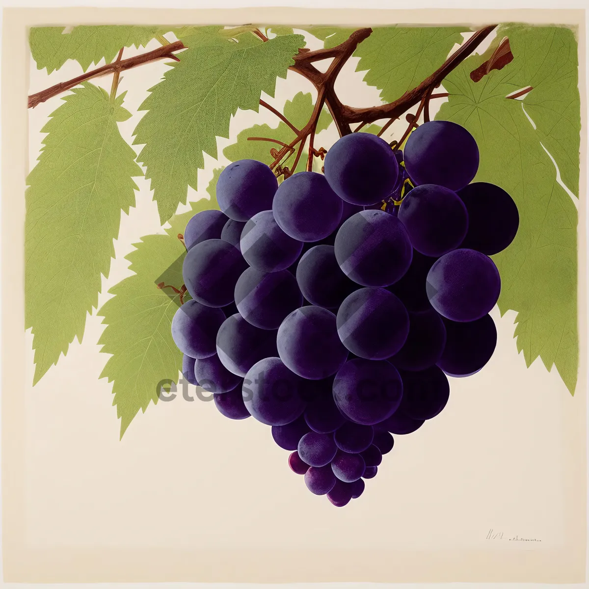 Picture of Autumnal Juicy Grape Cluster on Vine