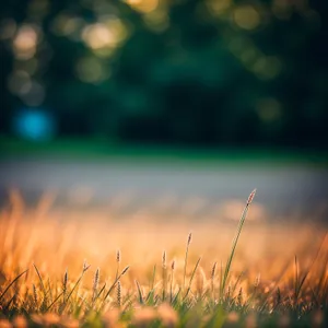 Golden Wheat Field Amidst Summer's Sunny Glow