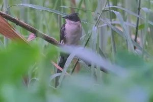 Cute hummingbird with wings perched on branch.