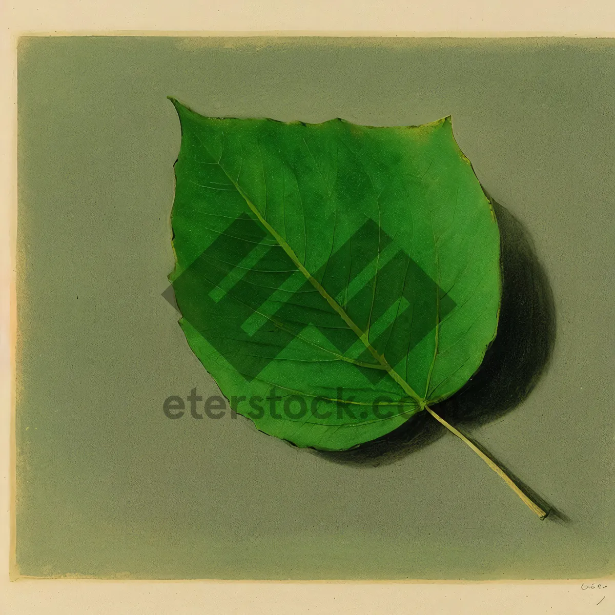 Picture of Vibrant Taro Leaf: Fresh Botanical Foliage in Spring Garden