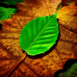 Wild Ginger's Vibrant Autumn Foliage in Organic Garden