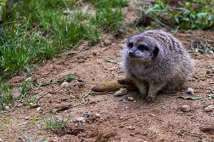 Furry Mongoose in a Wild Zoo Habitat