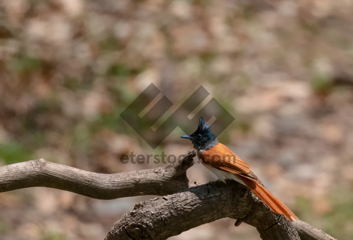 Picture of Wild bird with brown feathers perched on branch.