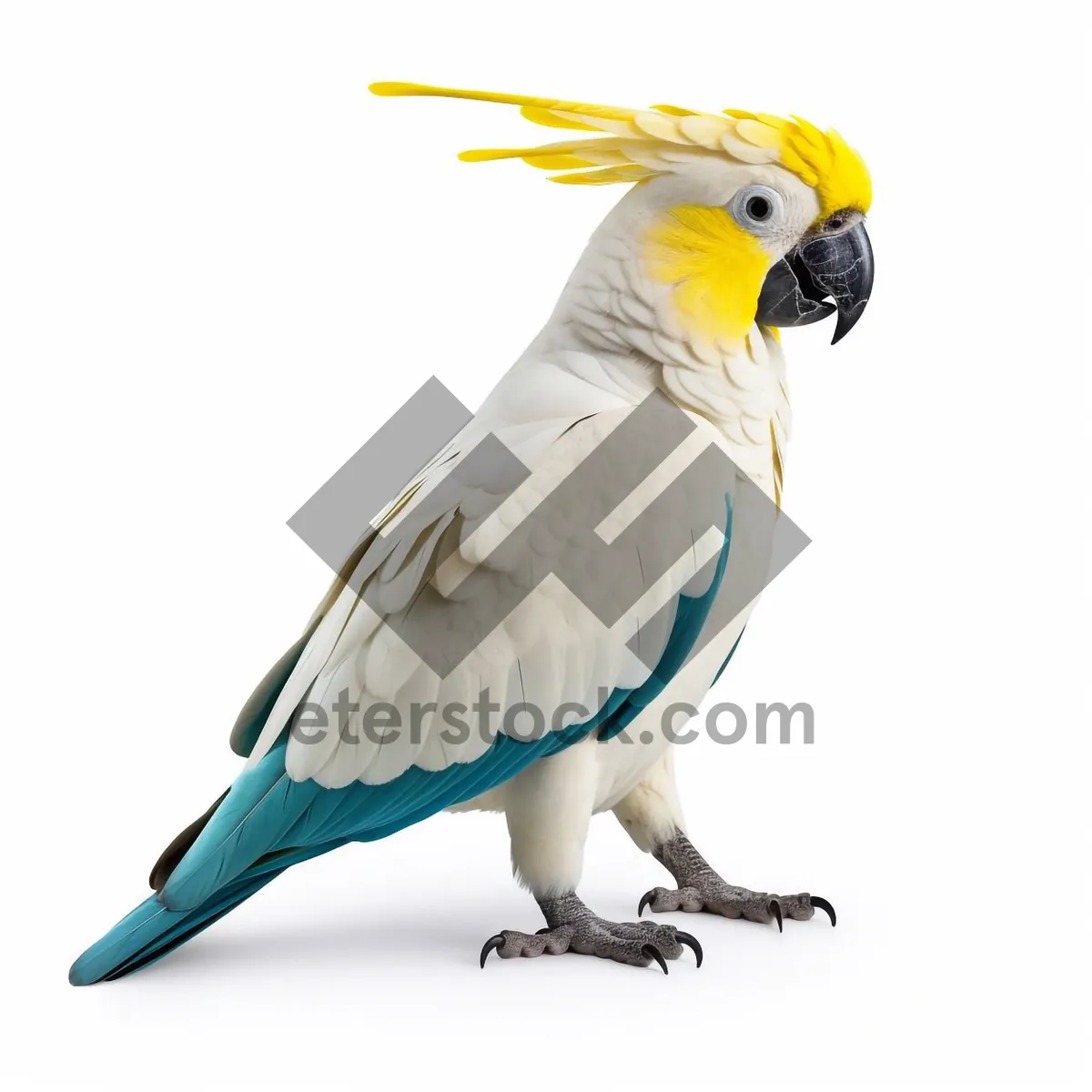 Picture of Colorful Macaw Parrot in Studio Portrait Shot