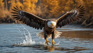 Bald Eagle in Flight Over Water Close-Up.