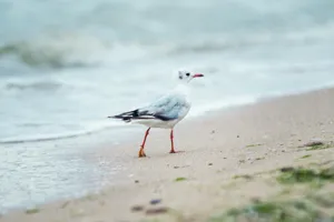 Seagull with outstretched wings by the sea shore.