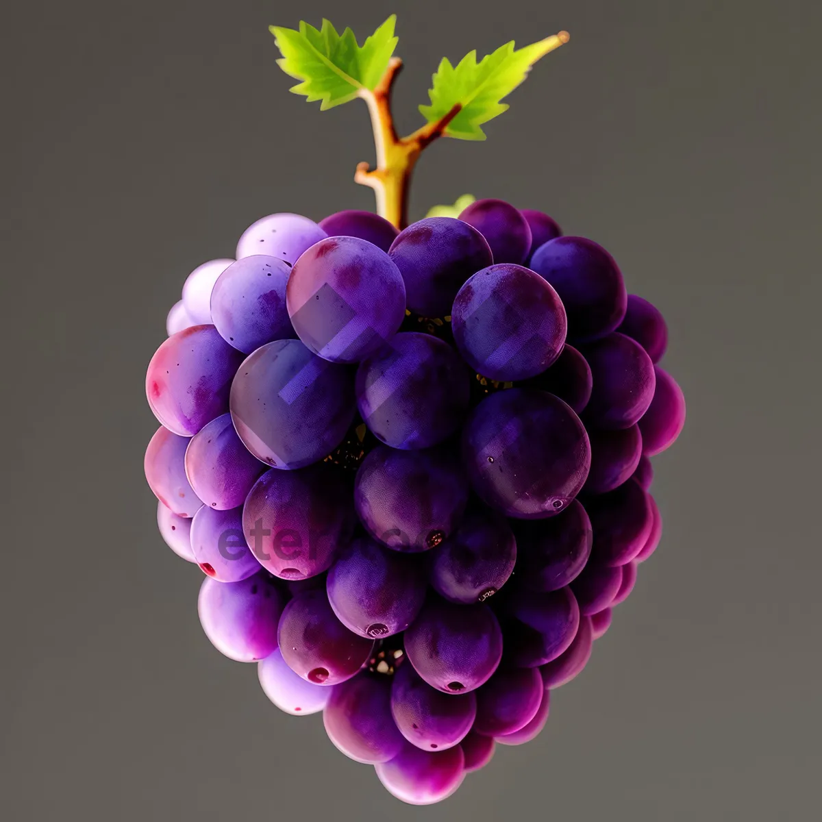 Picture of Ripe, Juicy Concord Grapes from Vibrant Vineyard Harvest