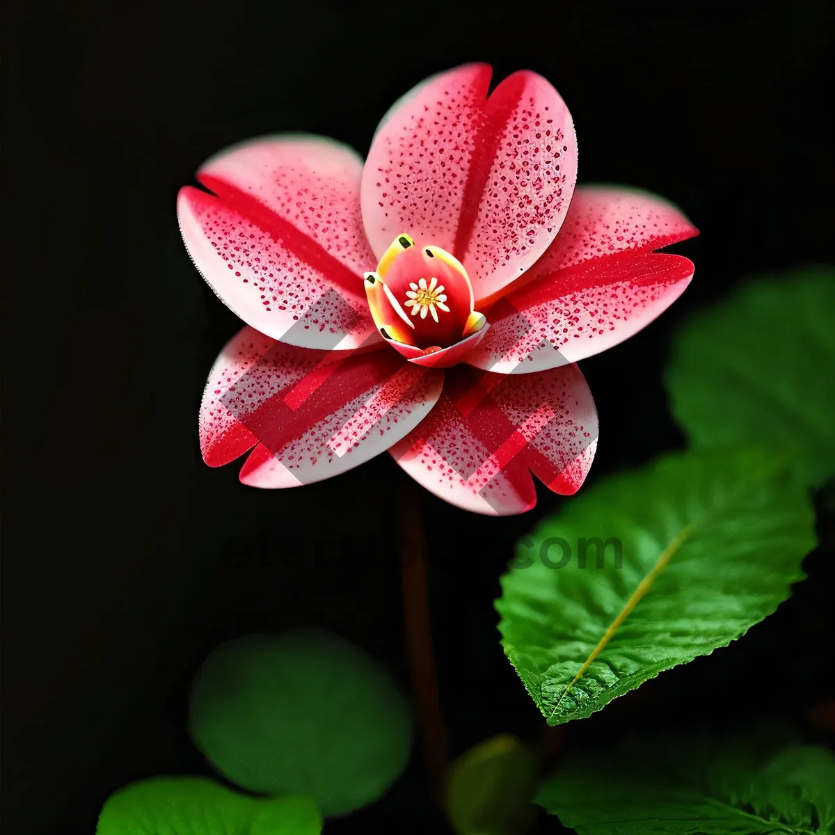 Picture of Pink Tropical Flamingo Lily Blooming in Garden.