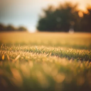 Golden Harvest Morning on Rural Wheat Field