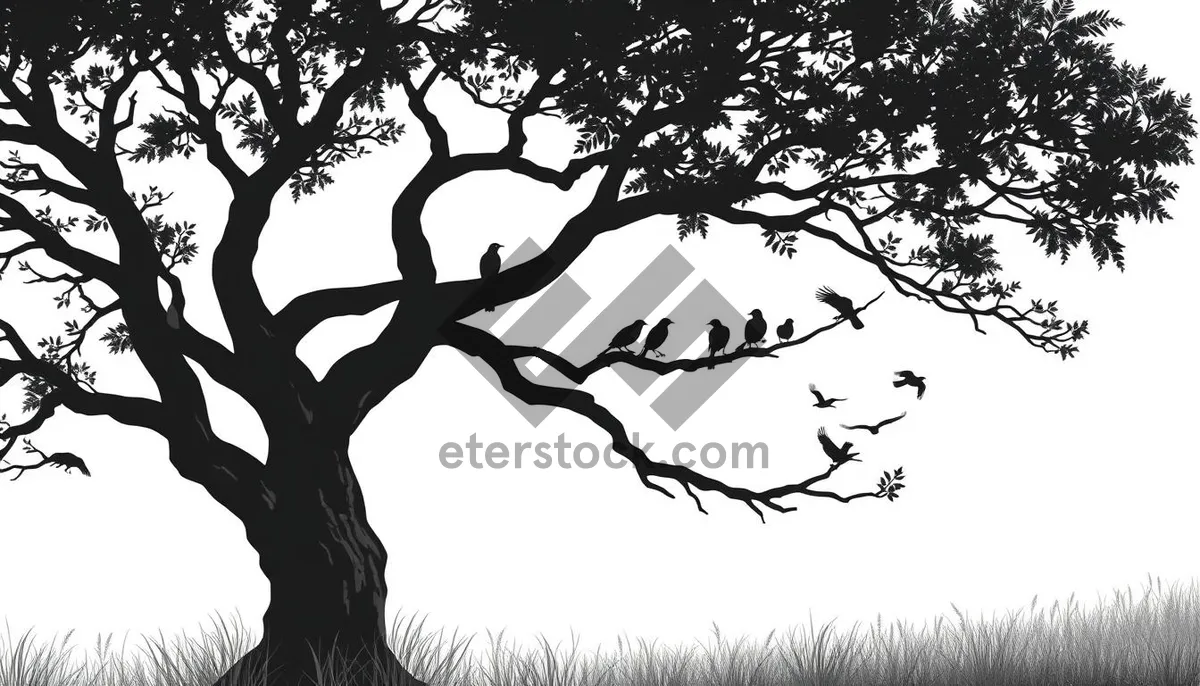 Picture of Silhouette of Oak Tree Against Sky in Forest