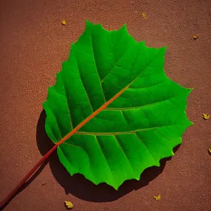 Lush Spring Foliage: Wild Ginger Leaves in a Vibrant Garden