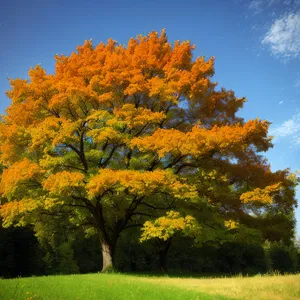 Autumn Splendor: Vibrant Leaves, Golden Fields, Majestic Trees