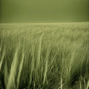 Bountiful Summer Harvest in a Rural Landscape