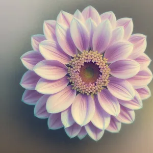 Pink Daisy Blossom Close-up in Spring Garden