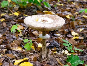 Autumn Forest Mushroom Harvest